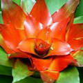 Guzmania Denise